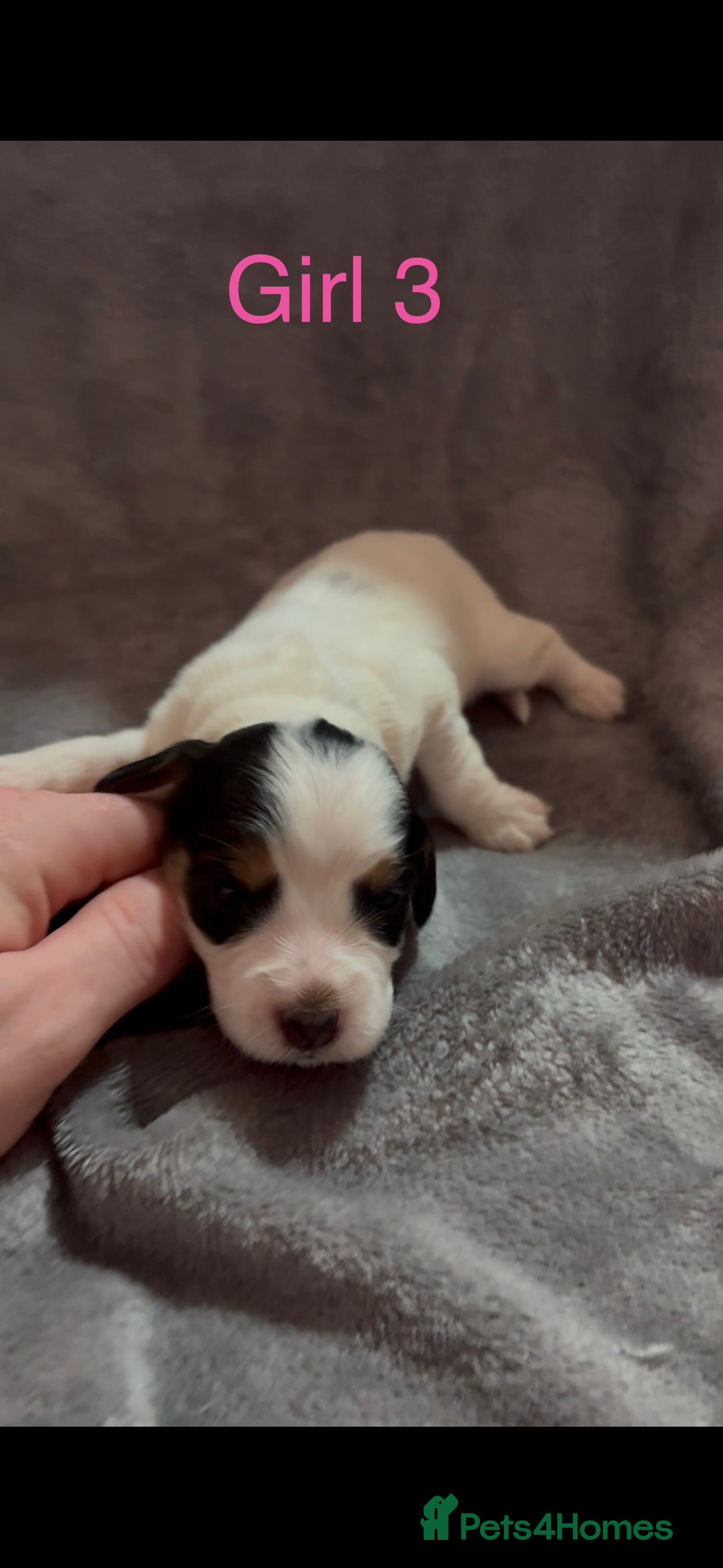 Cockapoo dogs for sale: Cockerpoos F1B - Advert 5