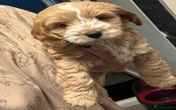 Cockapoo dogs for sale: stunning cockapoos for sale - Image 11