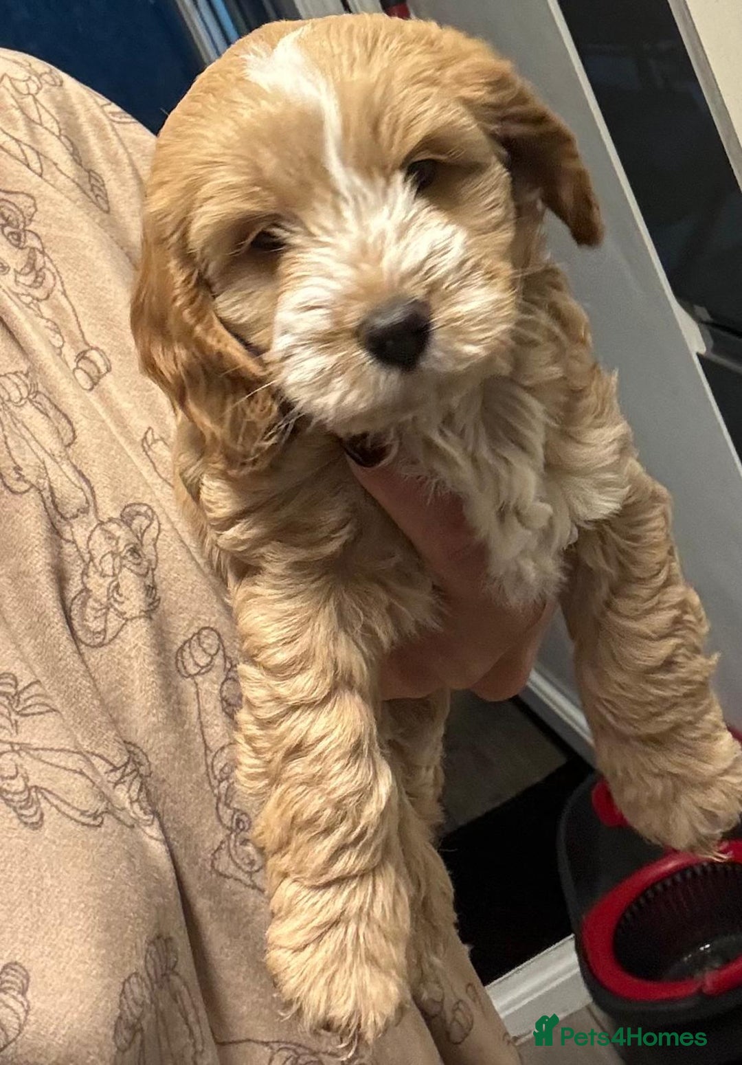 Cockapoo dogs for sale: stunning cockapoos for sale - Image 11