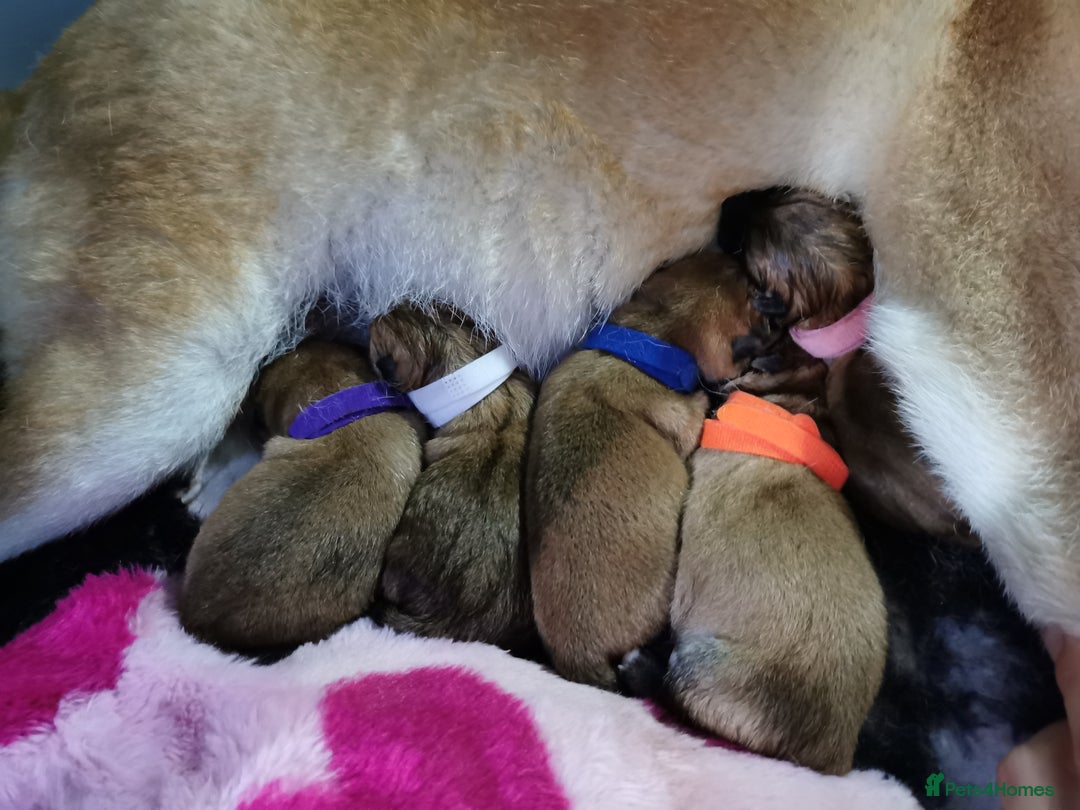 Japanese Shiba Inu dogs for sale: 5 KC Shiba puppies looking for their furever home  - Image 14