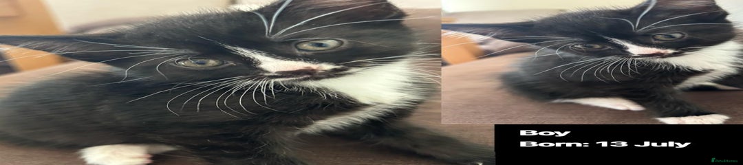 Domestic Shorthair Kitten 6