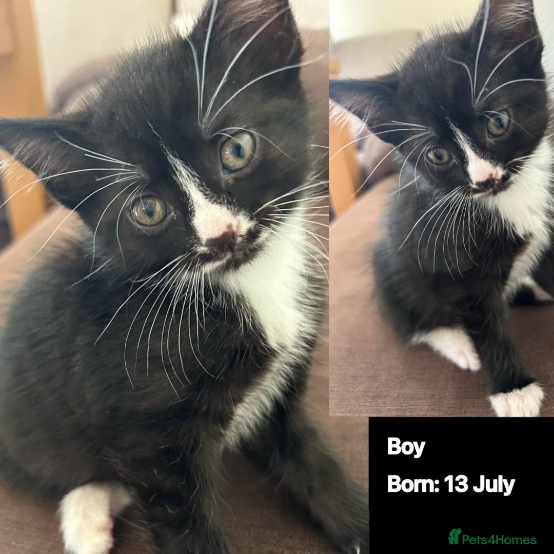 Domestic Shorthair cats for sale: Kittens - Image 12