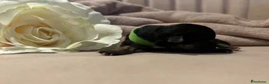 Jack Russell 2
