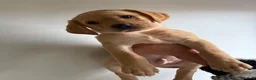 Labrador Retriever dogs for sale: Stunning working Labrador puppies READY TO LEAVE!  - Advert 5