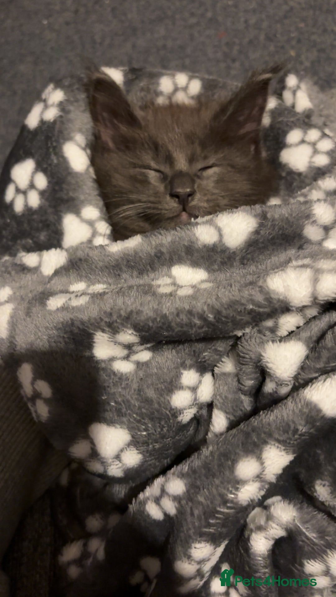 Ragcoon cats for sale: Beautiful Maine Coon x Ragdoll Kittens  Available - Image 6