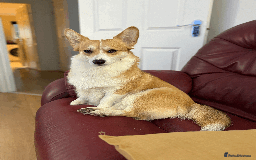 Welsh Corgi Pembroke dogs for sale: Rehoming Lily - Image 3
