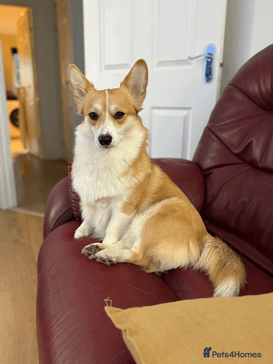 Welsh Corgi Pembroke dogs for sale: Rehoming Lily - Image 3