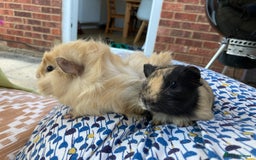 Guinea Pig rodents for sale: 2 male 2 female baby guinea pigs - Image 5