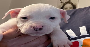 Mixed Breed dogs - Advert 14