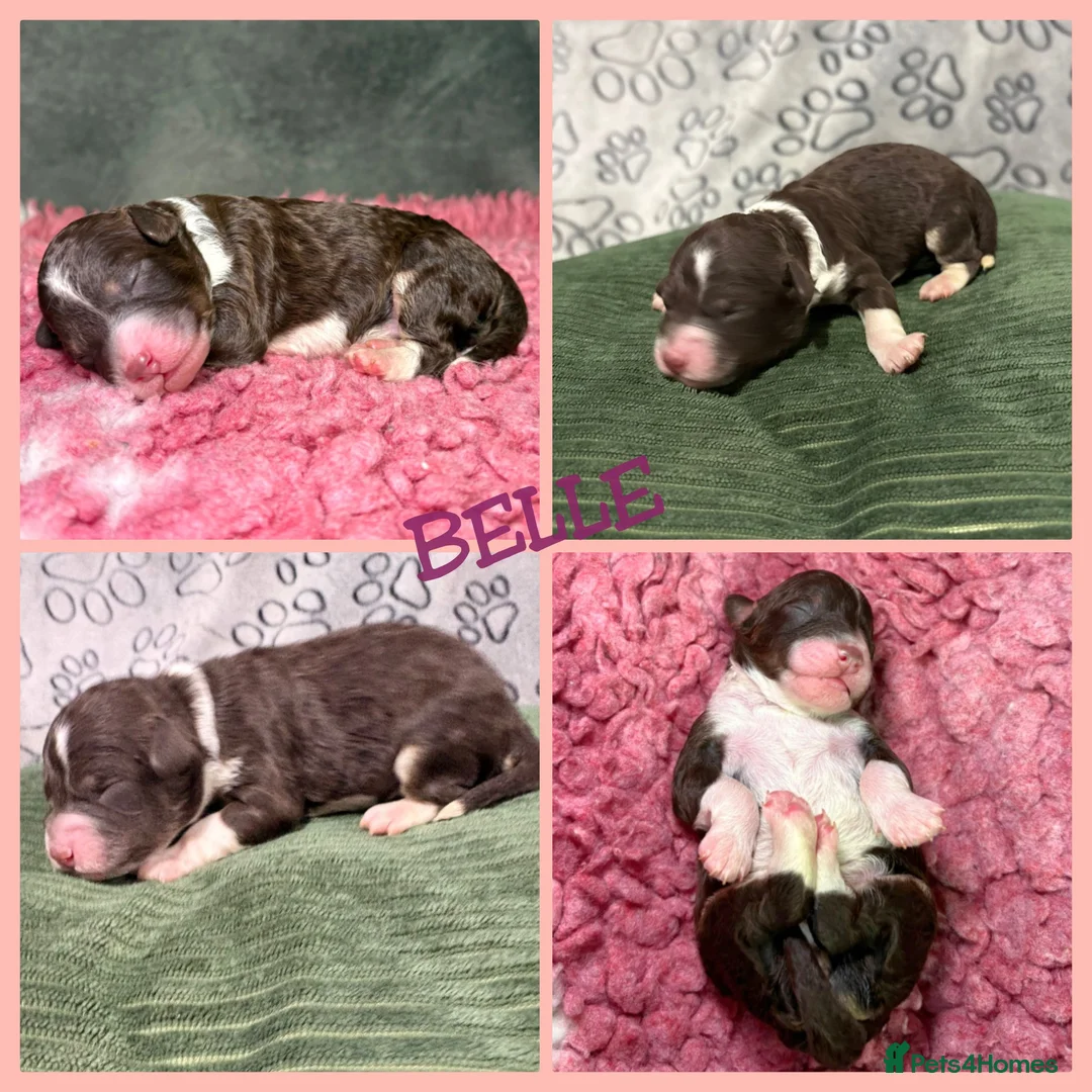 Bernedoodle dogs for sale: Stunning Bernedoodles💕DNA Health Tested Parents ! - Advert 23