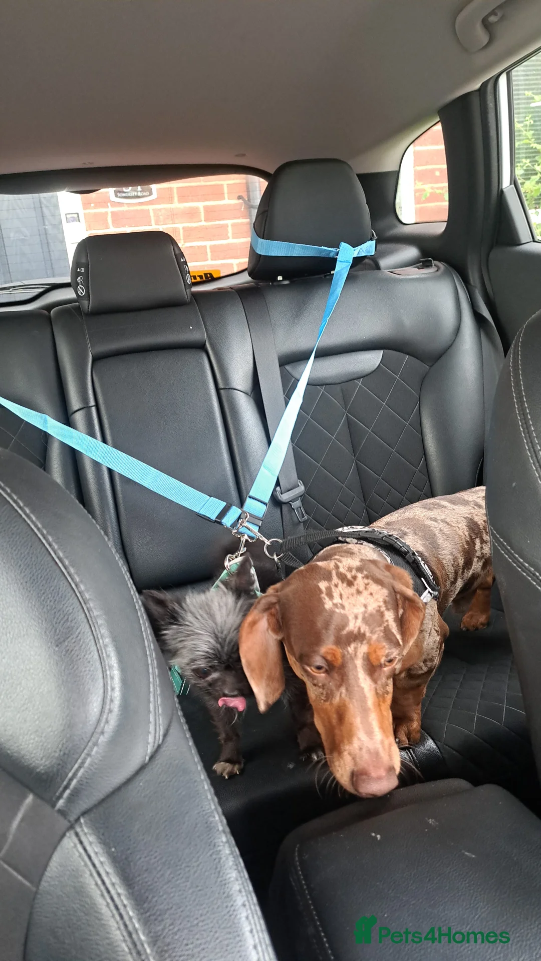 Dachshund dogs for sale: Derek the dapple, 10 months in Wirral - Advert 2