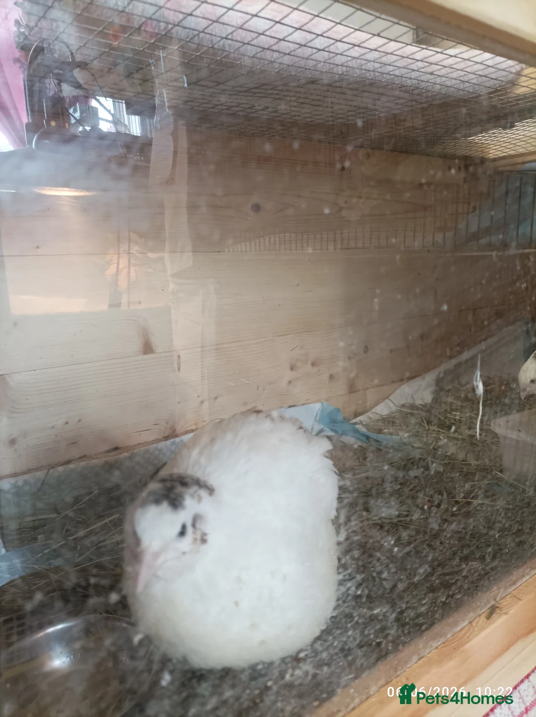 Quail poultry for sale: 2 x EX Large Quail English White 6 weeks old - Advert 7