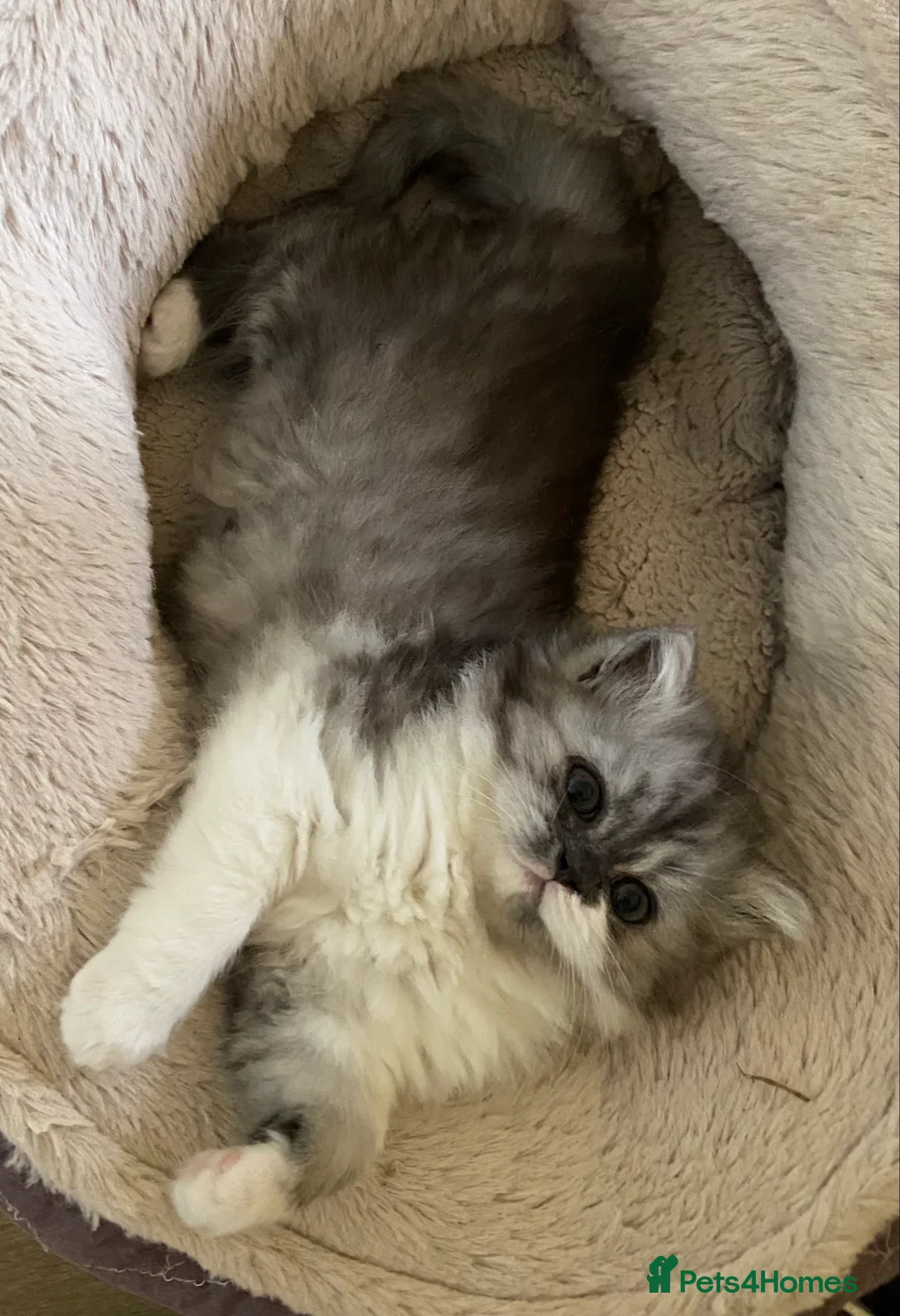 Mixed Breed cats for sale: Beautiful fluffy kittens available  - Advert 4