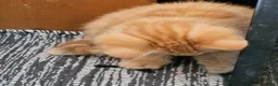 Mixed Breed cats for sale: Ginger and grey and black and tabby kittens - Advert 8