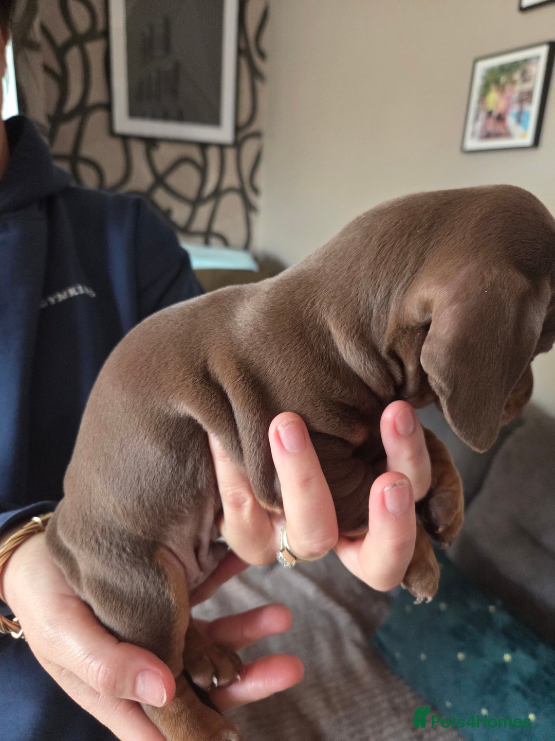 Dachshund dogs for sale: Dashunds  - Advert 4