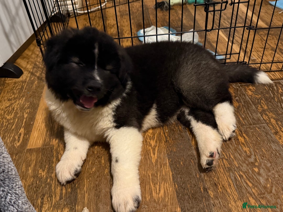 Akita dogs for sale:  American/ Japanese Akitas - Advert 17