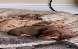 Miniature Dachshund dogs for stud: 🐾 KC Miniature Dachshund – Otto Von Krumm 🐾 - Image 14