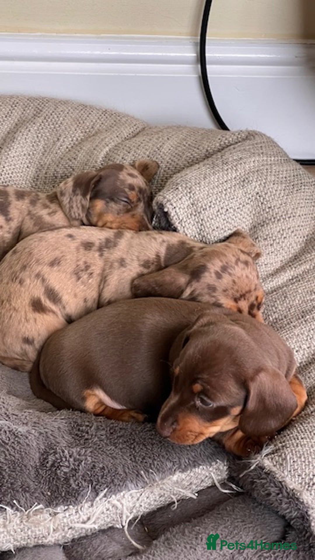 Miniature Dachshund dogs for stud: 🐾 KC Miniature Dachshund – Otto Von Krumm 🐾 - Image 14