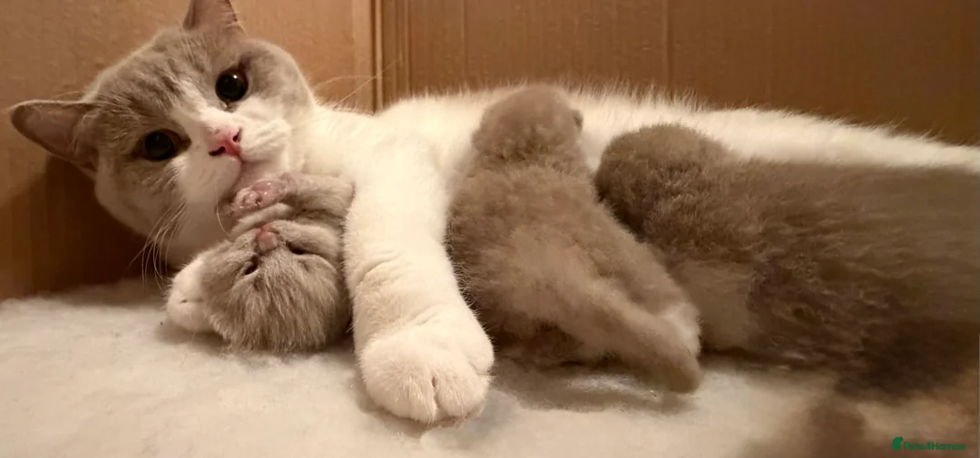 Brazilian Shorthair cats for sale: Lilac and Lilac & White - Advert 6