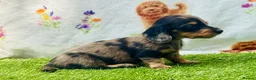 Miniature Dachshund dogs for sale: Long haired miniature dachshund girls - Advert 8
