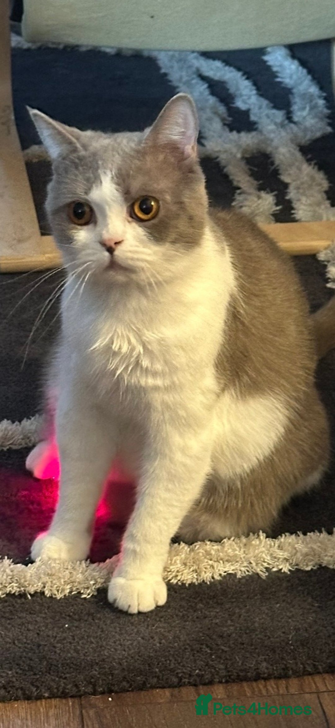 British Shorthair cats for sale: 1 left Ready NOW GCCF BSH kittens  - Advert 25