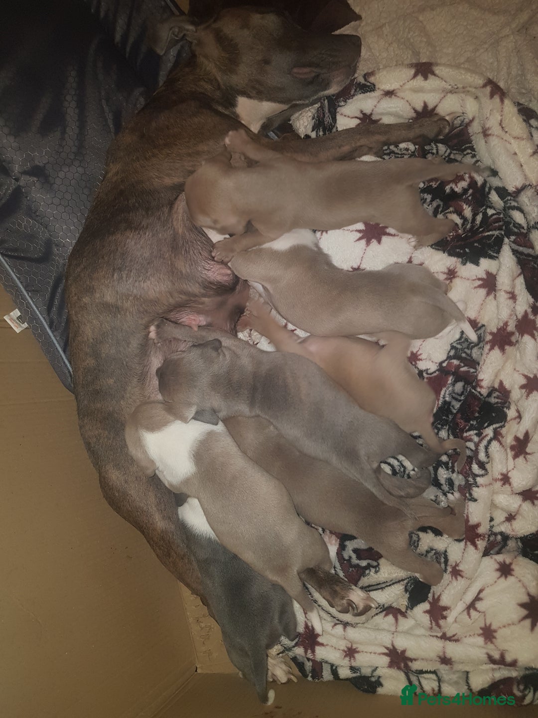Staffordshire Bull Terrier dogs for sale: Bryan - Image 4