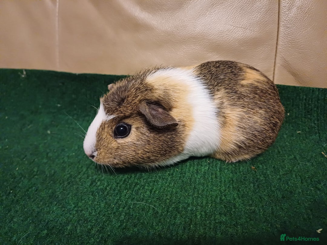 Guinea Pig rodents for sale: Adorable Female Baby Guinea Pigs - Image 6