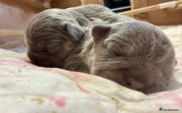French Bulldog dogs for sale: 3 gorgeous grey French Bulldogs for sale - Image 7