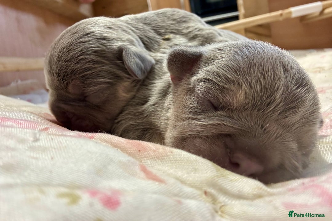 French Bulldog dogs for sale: 3 gorgeous grey French Bulldogs for sale - Image 7