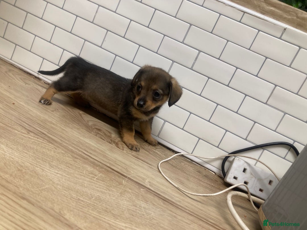 Mixed Breed dogs for sale: Dachshund and Pomeranian - Image 6