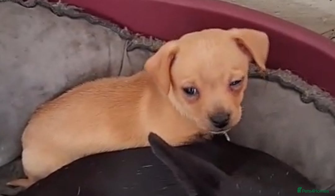 Chihuahua dogs for sale: Ready now! Gorgeous playful puppies!  - Advert 8