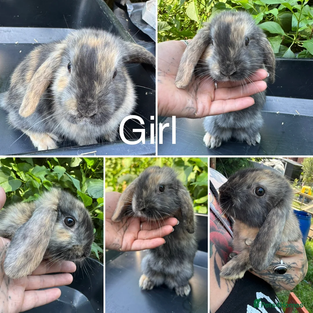 Mini Lop rabbits for sale: Beautiful mini lops ready for their homes - Advert 2
