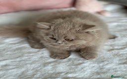 British Longhair cats for sale: Ready 🐻British Longhair chunky kittens💎🧸 - Image 16