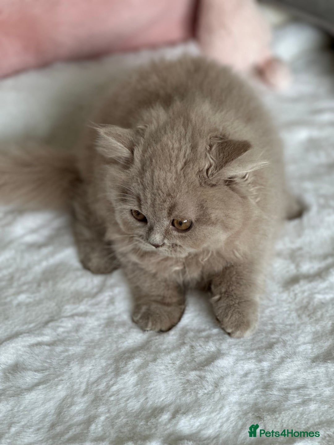 British Longhair cats for sale: Ready 🐻British Longhair chunky kittens💎🧸 - Image 16