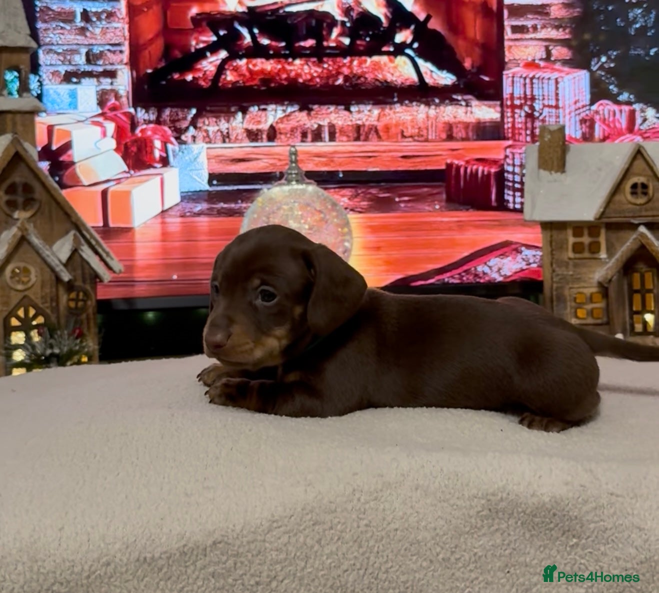 Miniature Dachshund dogs Chocolate and tan miniature dachshunds - Advert 6