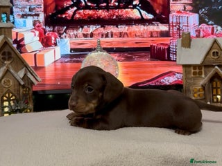 Miniature Dachshund dogs Chocolate and tan miniature dachshunds - Advert 6