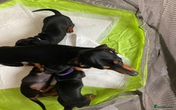 Dachshund dogs for sale: Miniature Sausage Dog Pups READY TO GO Dachshund  - Image 8