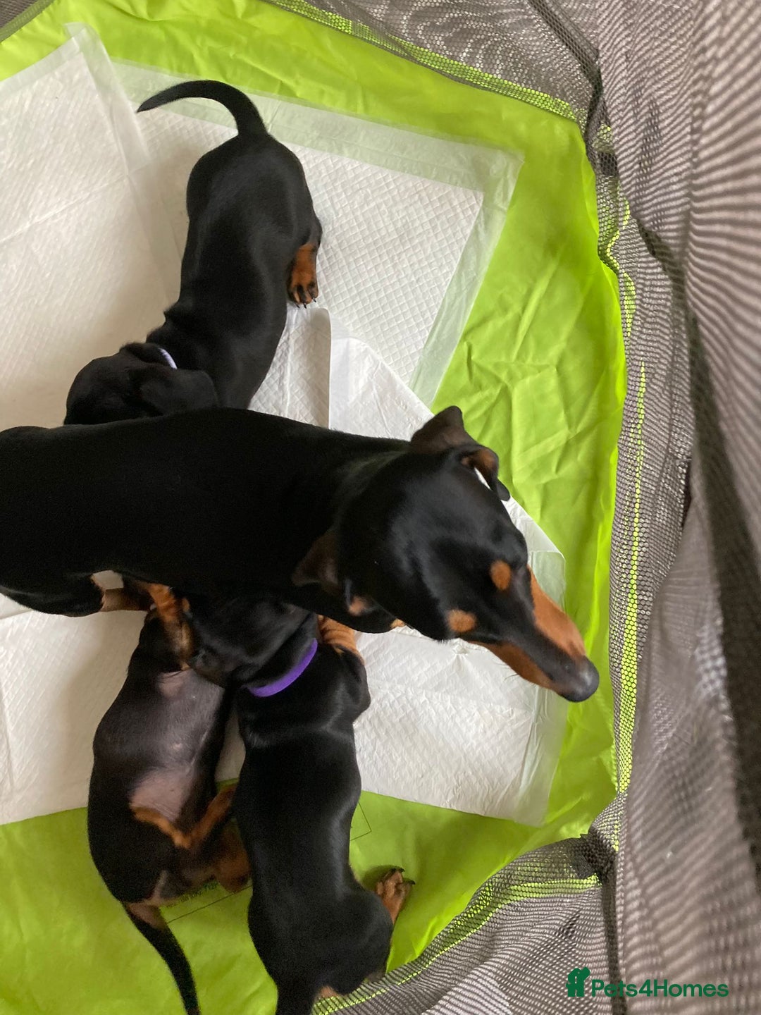 Dachshund dogs for sale: Miniature Sausage Dog Pups READY TO GO Dachshund  - Image 8