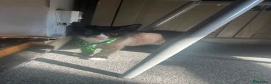 Domestic Shorthair 1