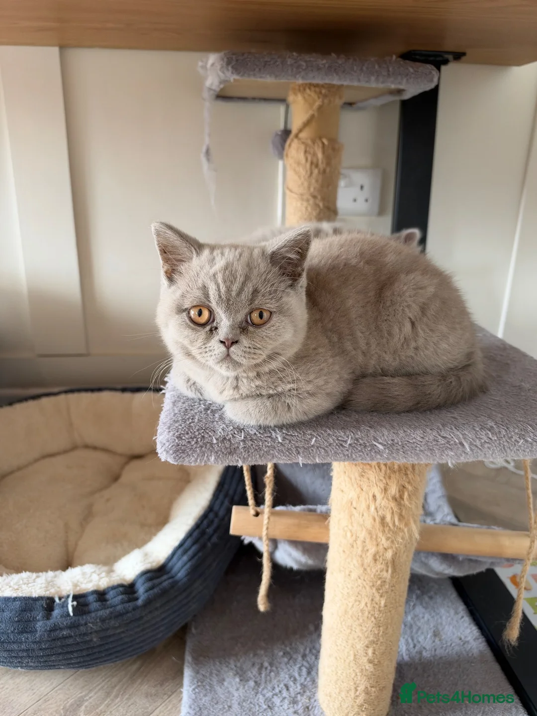 British Shorthair cats for sale: British short hair grey boy male 13 weeks old  - Advert 7