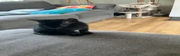 Mixed Breed cats for sale: The cutest little black boy in Chichester - Advert 3