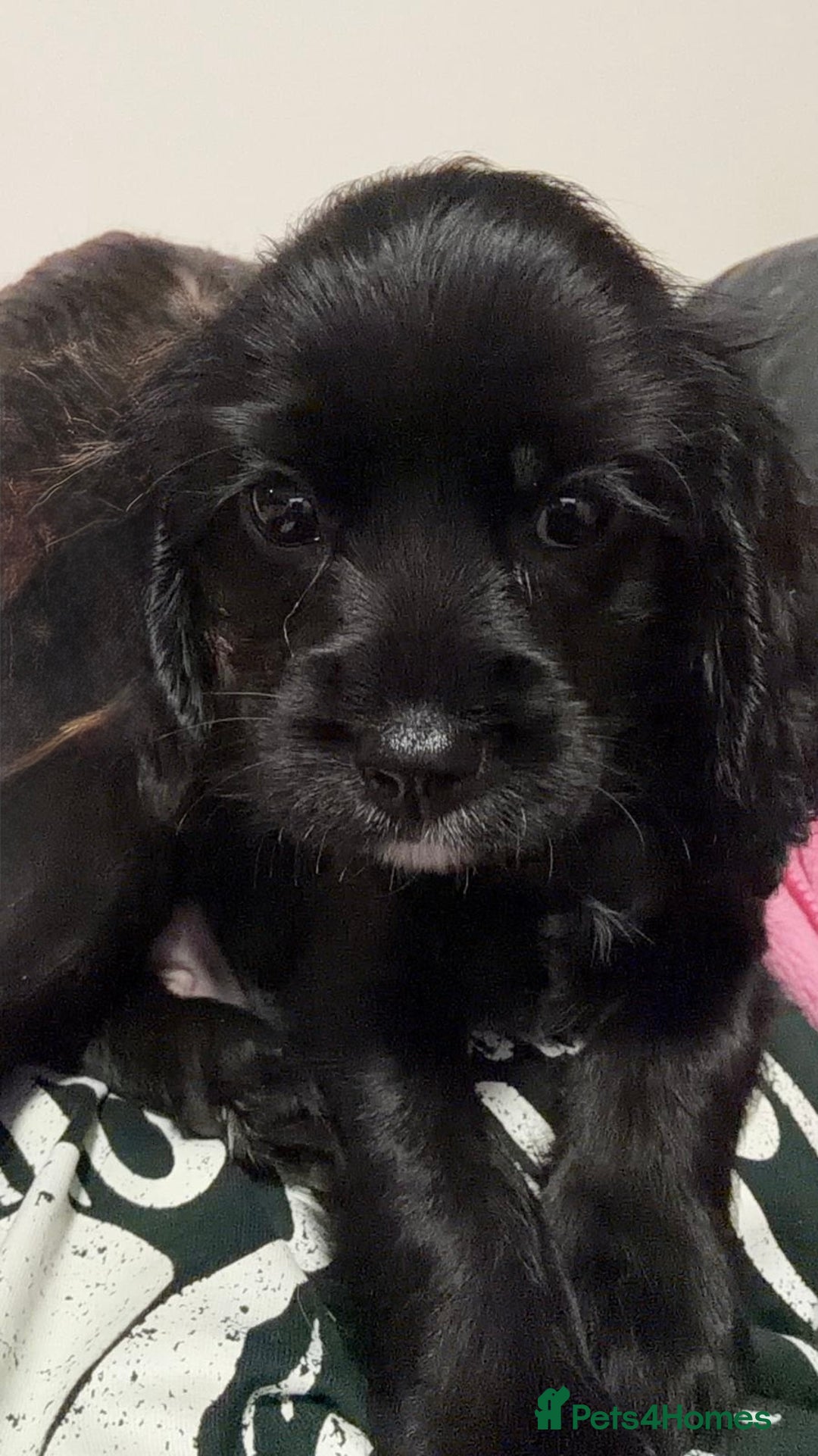 Cockalier dogs for sale: Ready to go 2 Male Cockalier Spaniels  - Advert 8