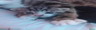 Mixed Breed Kitten 1