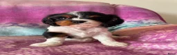 Cavalier King Charles Spaniel dogs for sale: Cavalier Puppies - Advert 8
