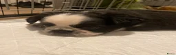 French Bulldog dogs for sale: 🐾 FLUFFY FRENCHIE GIRLS 🐾  - Advert 20