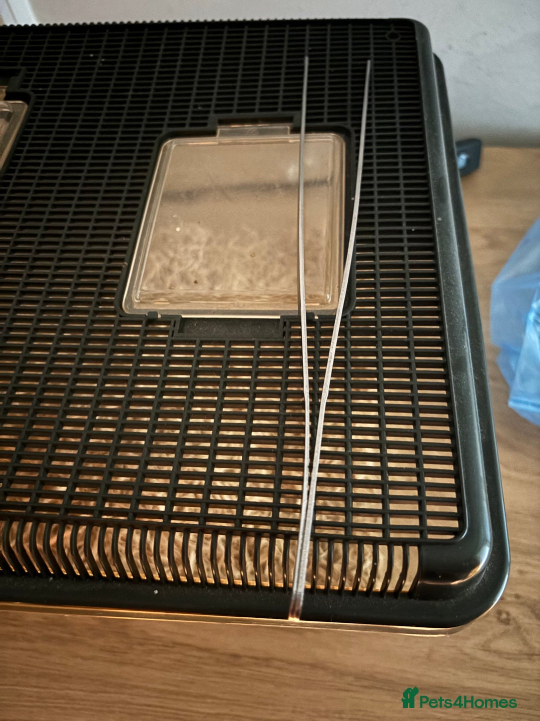 Corn Snake reptiles for sale: Adult Corn Snake Male  - Image 11