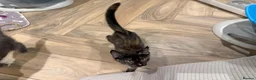 Maine Coon cats for sale: Mr Michael in Brighton - Advert 3