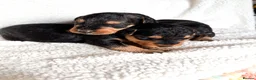 Airedale Terrier dogs for sale: ⭐ QUALITY KC AIREDALE TERRIERS ⭐ - Advert 4