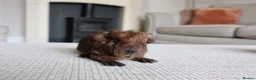 Guinea Pig rodents for sale: Beautiful Baby Guinea Pigs – Ready to Reserve  - Advert 12