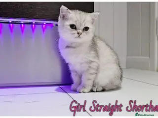 Scottish Fold cats Scotish fold kittens - Advert 14